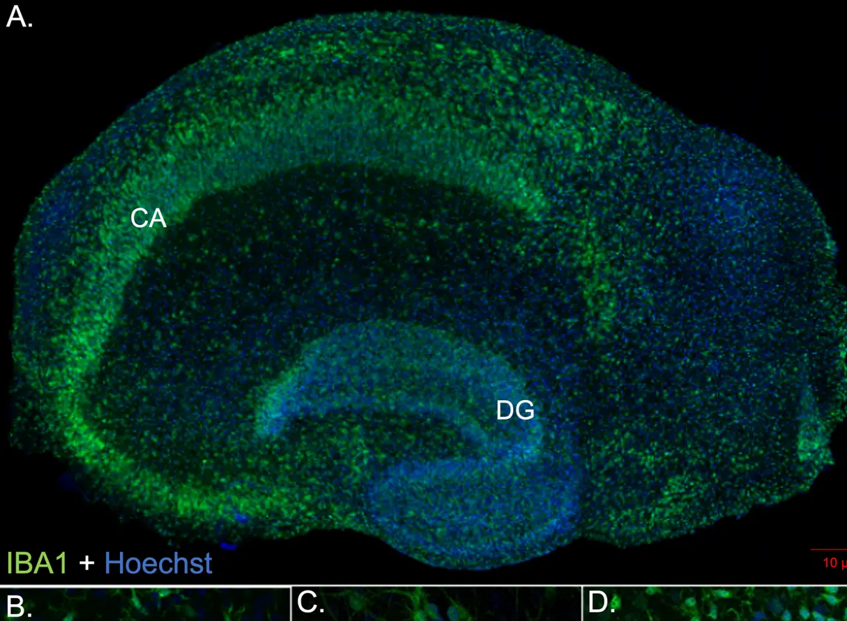 Neural Circuits & Behaviour