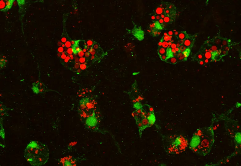Antifungal Neuroimmunity