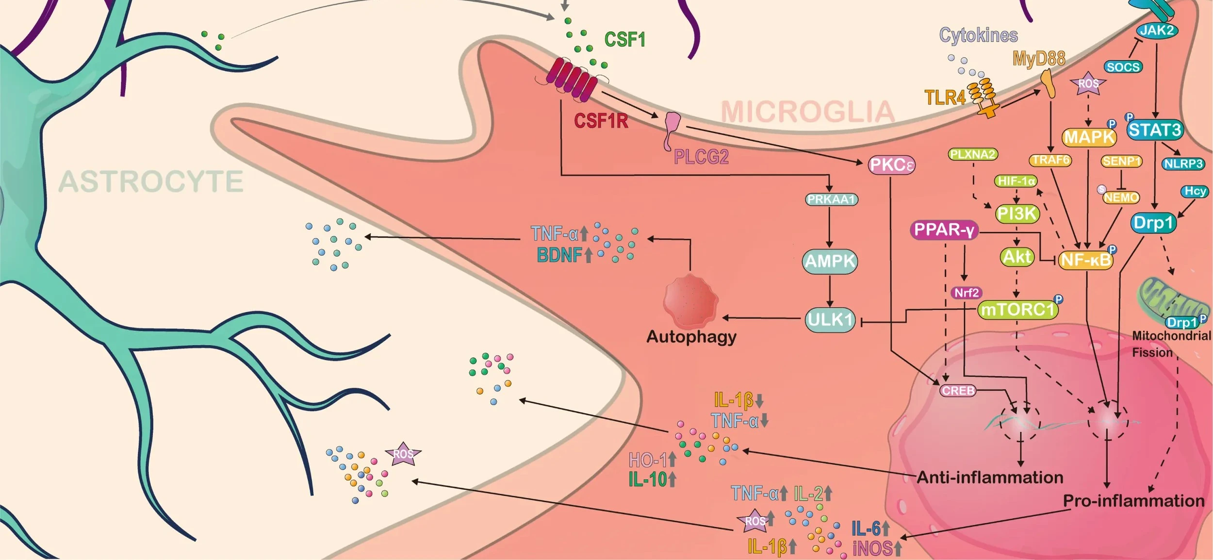 Neurometabolism
